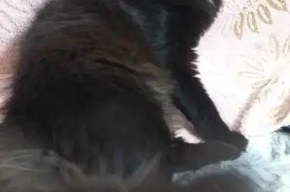 Кошки потеряшки, Тюмень, фото: Потеряшка кошка Васса, ул. Энергетиков, 53