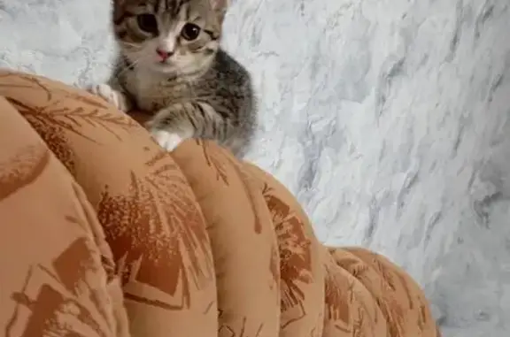 Пропала тигровая кошка, Совхозная ул., Ужур