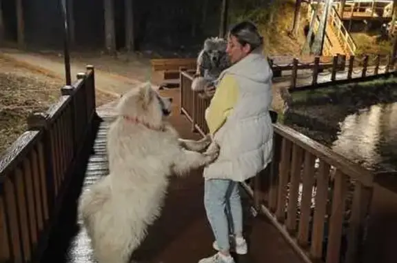 Найдена собака, Красноярск, фото: Найдена собака, Базайская ул., Красноярск