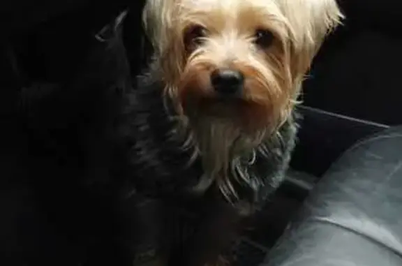 Собаки потеряшки, Маркова (иркутский), фото: Потеряшка собака, Промышленная ул., Маркова