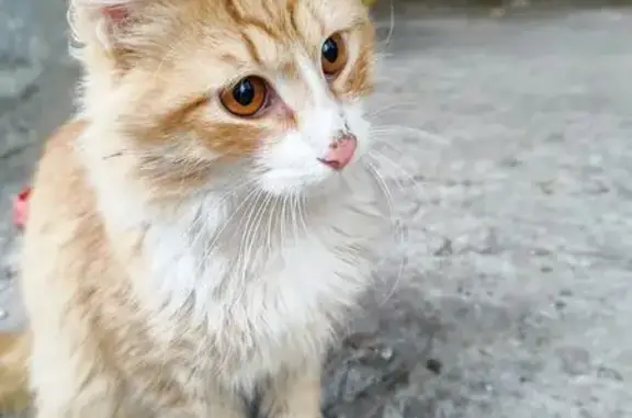 Кошка найдена: ул. Глазунова, 6/11, НН