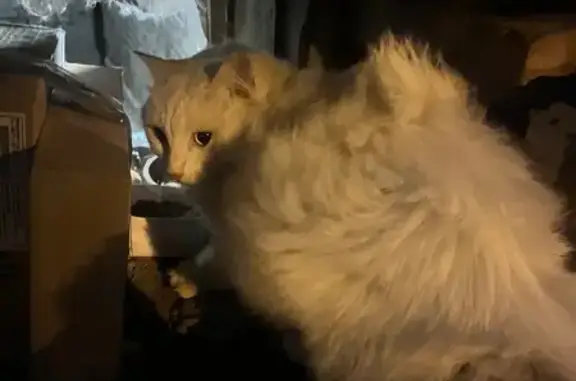 Кошка найдена у подъезда, Диктатуры 6