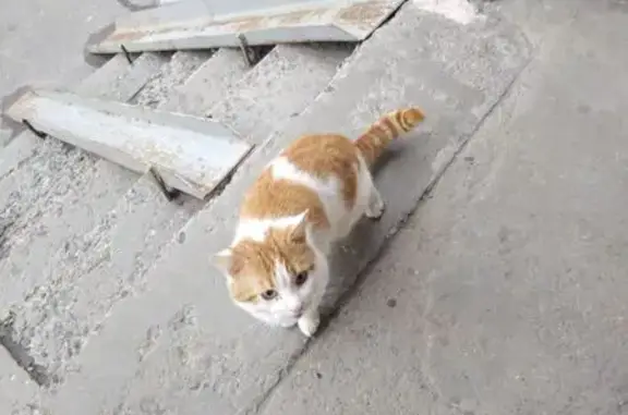 Найдена кошка, Вологда, фото: Кошка найдена: Петрозаводская, 16Б, Вологда