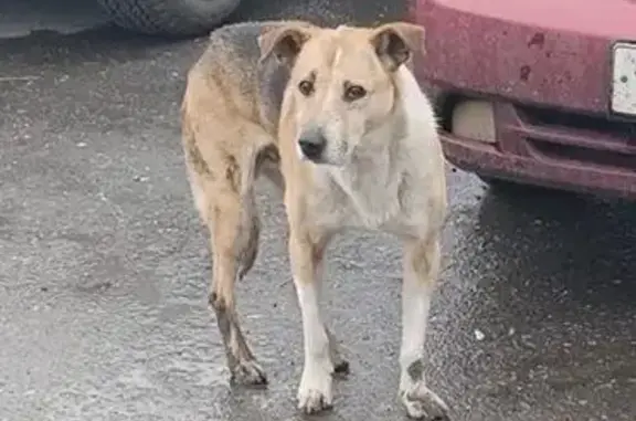 Собака найдена у ТЦ 