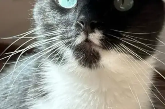 Кошки потеряшки, Ромашки, фото: Потеряшка кошка, 41К-262, Ромашки