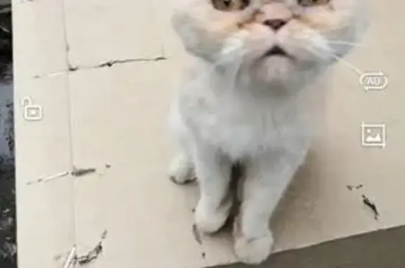 Найдена кошка, Пермь, фото: Найдена кошка, Спешилова 61, Пермь
