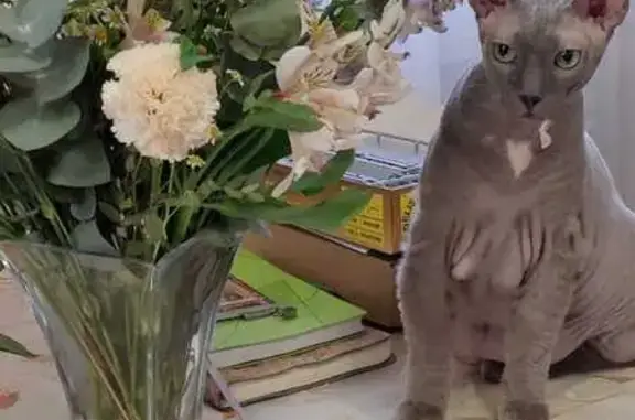 Кошки потеряшки, Омск, фото: Потеряшка кот Кузя, ул. Суворова, 82 к5, Омск