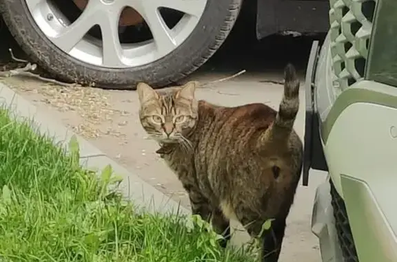 Найдена кошка, Москва, фото: Кошка с красным ошейником, 1-й Новоподмосковный 2/1