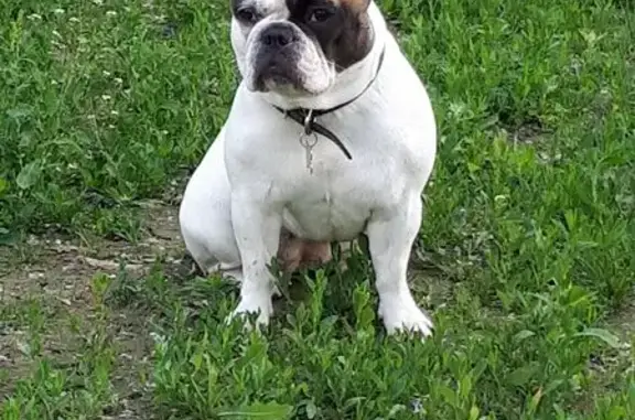 Собаки потеряшки, Липецк, фото: Потеряшка собака на ул. Катукова, 14, Липецк