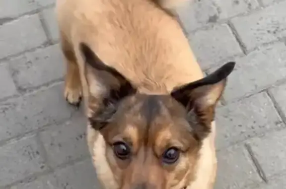 Собаки потеряшки, Омск, фото: Потеряшка собака на ул. Крупской, 5, Омск