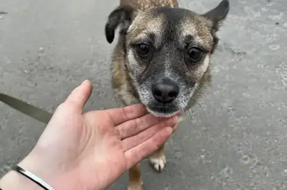 Найдена собака, Москва, фото: Найдена собака, Верхоянская ул., 6 к1