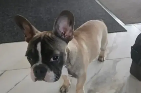 Собака найдена на Запорожской, 59, Краснодар