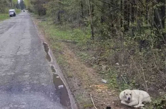Найдена собака, Азяковское, фото: Найдена собака в Поветлужье, Азяково