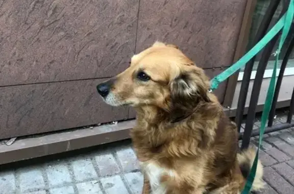 Найденные животные Видное, фото: Найдена собака, Советский проезд 4, Видное