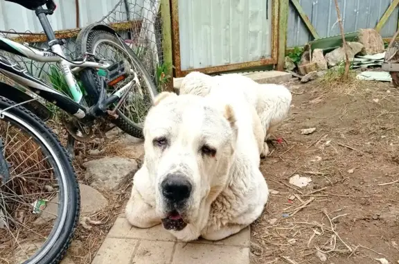 Найдена собака, Московская область, фото: Алабай найден: светлый, МО, 46Н-11269