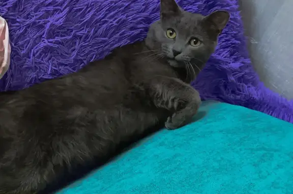 Объявления о пропавших и найденных животных, Бузулук, фото: Пропала кошка, Почтовая ул. 24, Бузулук