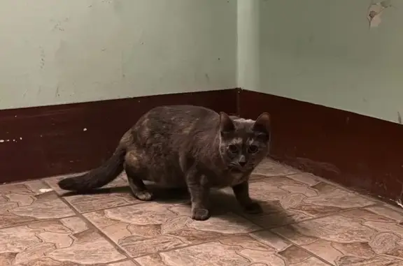 Найдена кошка, Пушкин, фото: Кошка найдена на Магазейной, 20, Пушкин