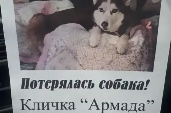 Пропала собака, ул. Нахимова 177, Кемерово