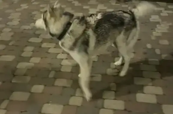 Найдена собака, , фото: Хаски найдена в сквере на Энтузиастов, 10