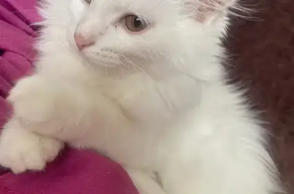 Пропала кошка, пр. Фадеева 14А, Чита