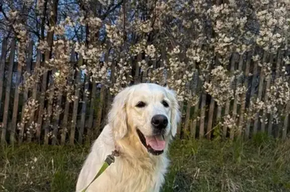 Собаки потеряшки, Столбище, фото: Потеряшка собака Хэйли, Столбище, Татарстан