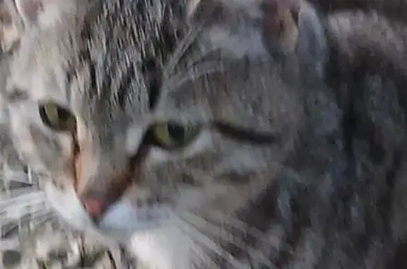 Найденные животные Тула, фото: Найдена кошка, ул. Кирова 29, Тула