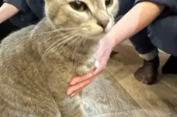 Найдена кошка, Пермь, фото: Беременная кошка найдена: Буксирная 11