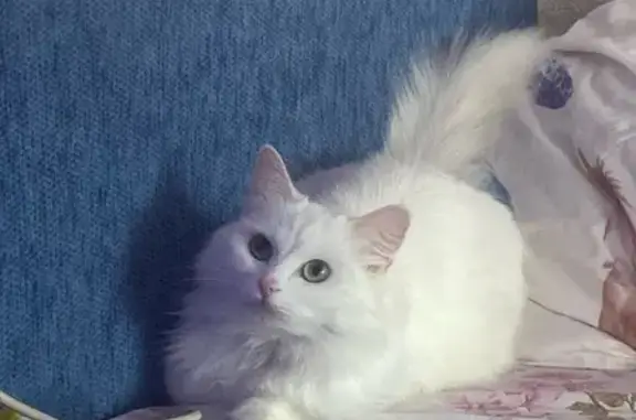 Пропала белая кошка, ул. Забайкальского, 23