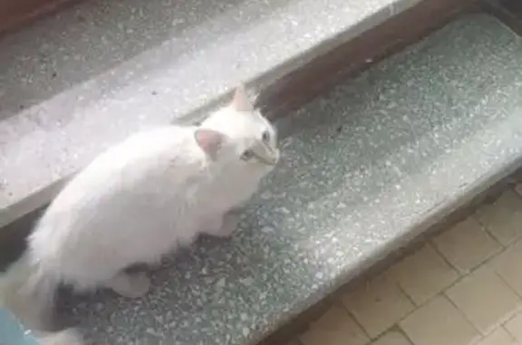 Кошка найдена: Автозаводская 11, Новоуральск