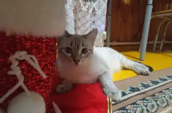 Кошки потеряшки, Курган, фото: Потеряшка кошка, Сибирская ул. 20, Курган