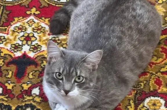 Кошки потеряшки, Тюмень, фото: Потеряшка кошка, Усиевича 11, Тюмень