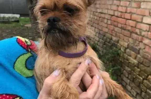 Найдена собака, Прасковея, фото: Собака найдена: ул. Борцов Революции, 91