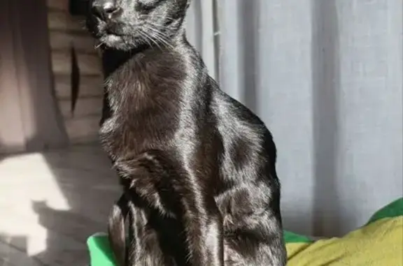 Кошки потеряшки, Костромская область, фото: Потеряшка кошка в Гридино, Костромская обл.
