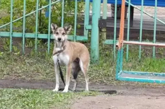 Найдена собака, Омск, фото: Найдена собака, Лукашевича 13, Омск