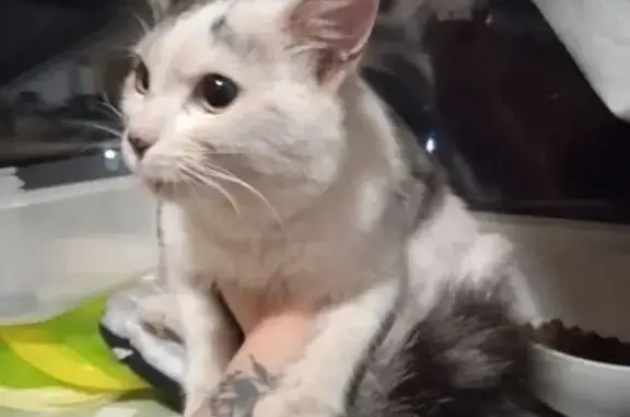 Кошка найдена: Багаева, 57, Иваново