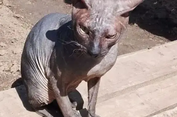 Найден сфинкс, ул. Победы 5, Знаменский