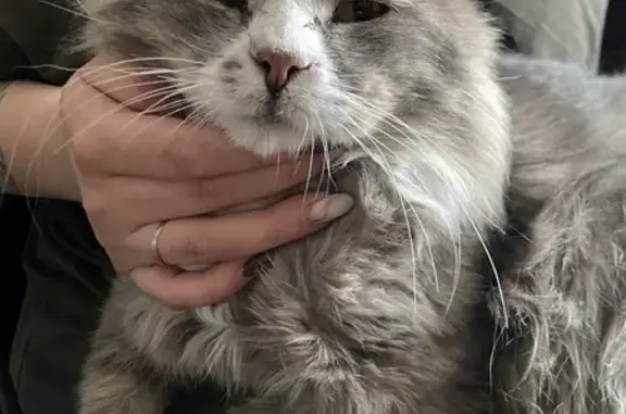 Кошка найдена на Власихинской, 154, Б-нул