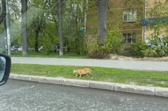 Кошка найдена на Ошарской, Нижний Новгород