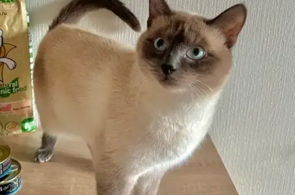 Кошки потеряшки, Архангельск, фото: Потеряшка сиамская кошка, Воронина 28 к3