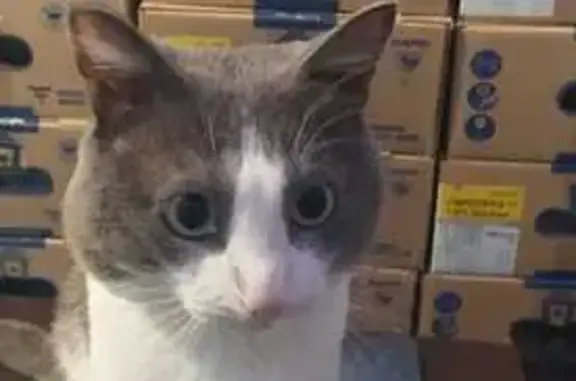 Кошки потеряшки, Ясный, фото: Потеряшка белая кошка, Юбилейная 2, Ясный