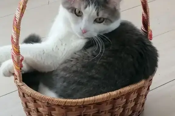 Пропала кошка 
