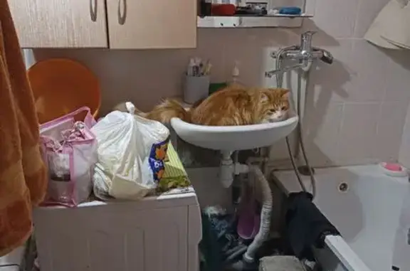 Кошки потеряшки, Беловское, фото: Потеряшка кошка, ул. Новосёлов, Беловское