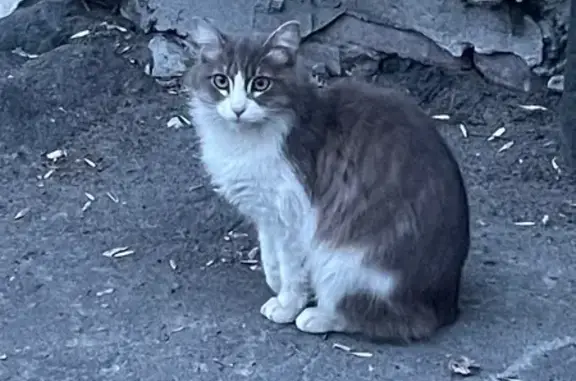 Кошка найдена, Волочаевская 182, Хабаровск
