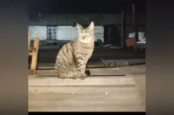 Кошки потеряшки, Кызыл, фото: Потеряшка кошка, ул. Оюна Курседи, 4, Кызыл