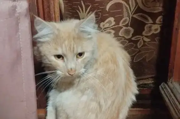 Пропала кошка на ул. Кирова, 6, Хорлово