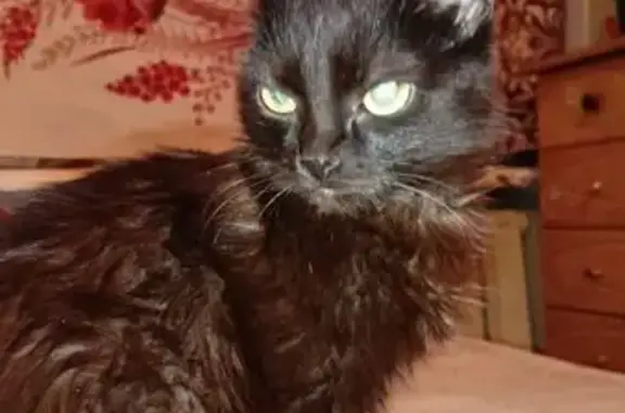 Кошки потеряшки, Иркутская область, фото: Потеряшка кот, Братск, Иркутская область - чёрный, писклявый голос