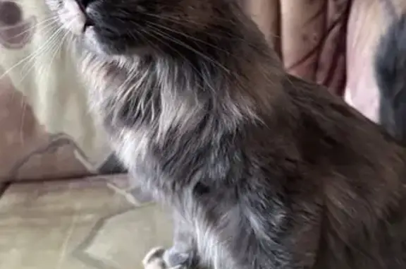 Кошка найдена: Халтуринский, 94, Ростов-на-Дону