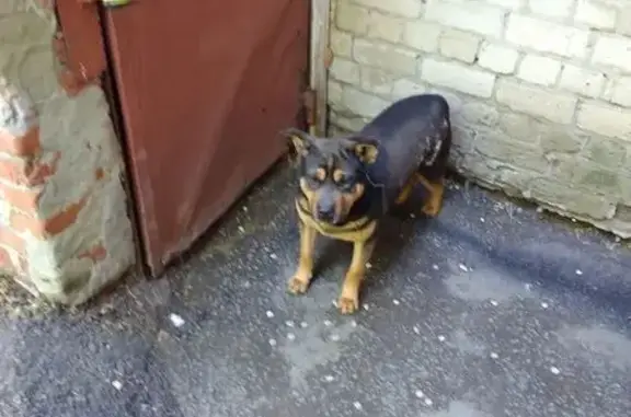 Собака найдена: Саратовская область