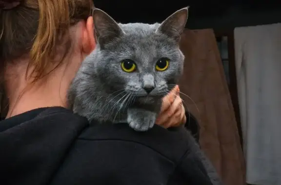 Пропала кошка, Балашиха, Ленина 6