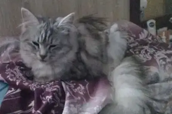 Пропала кошка на ул. Кирова, 6, Хорлово